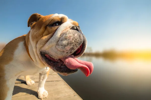 Englische Bulldogge auf der Anklagebank - Hintergrund - Kopierraum Stockfoto