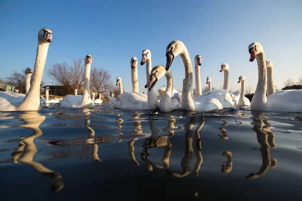 Skupina bílých Labutí jezero — Stock fotografie