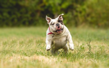 İngilizce Bulldog köpek içinde koşmak