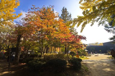 Nami Adası, S. Kore - 27 Ekim 2019: Nami adasının içinde binlerce turistin sonbaharda renkli yaprakların tadını çıkarmak için buraya geldiği güzel bir manzara..