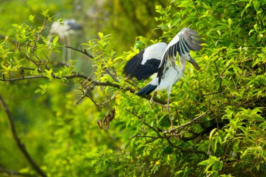 Beyaz Leylektler Içinde Thung Nham Doğal Rezerv, Ninh Binh, Vietnam