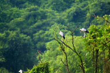 Beyaz Leylektler Içinde Thung Nham Doğal Rezerv, Ninh Binh, Vietnam