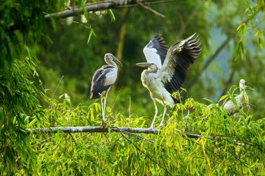 Beyaz Leylektler Içinde Thung Nham Doğal Rezerv, Ninh Binh, Vietnam