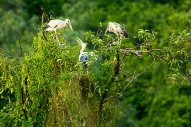 Beyaz Leylektler Içinde Thung Nham Doğal Rezerv, Ninh Binh, Vietnam