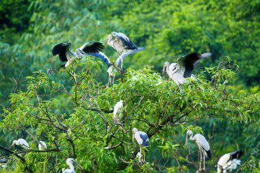 Beyaz Leylektler Içinde Thung Nham Doğal Rezerv, Ninh Binh, Vietnam