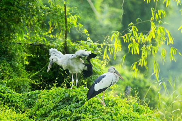 White Storks Thung Nham Natural Reserve Ninh Binh Vietnam — Stock Photo, Image