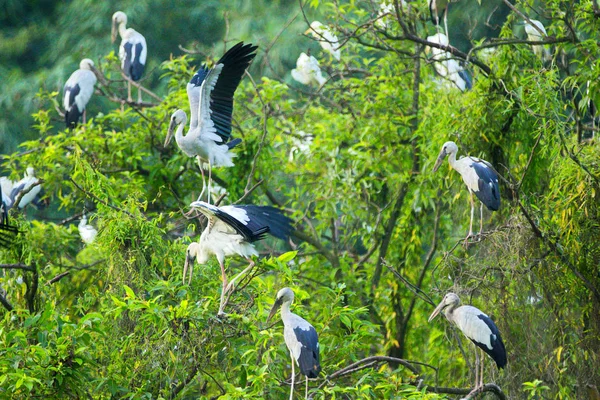 White Storks Thung Nham Natural Reserve Ninh Binh Vietnam — Stock Photo, Image