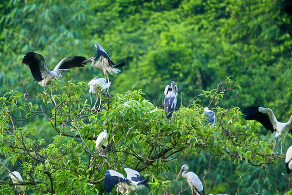 Vita Storkar Thung Nham Natural Reserve Ninh Binh Vietnam — Stockfoto