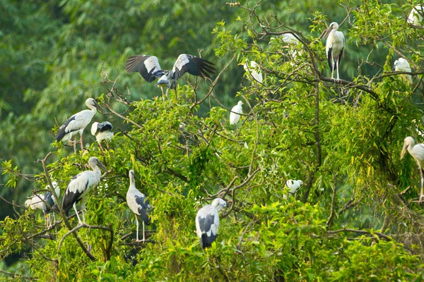 White Storks Thung Nham Natural Reserve Ninh Binh ยดนาม — ภาพถ่ายสต็อก