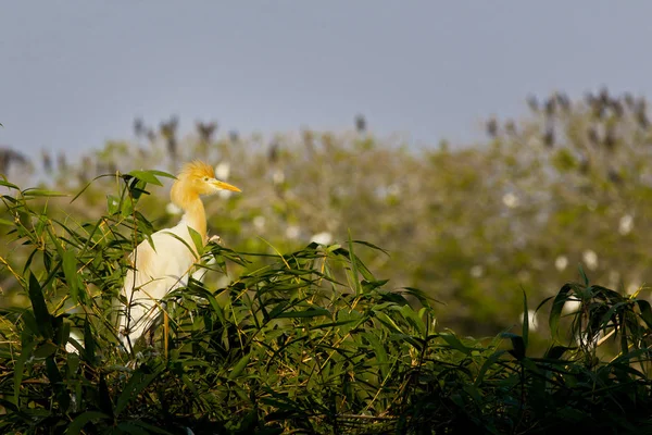 Wild Birds Bang Lang Natural Reserve Garden Can Tho Vietnam — Stock Photo, Image