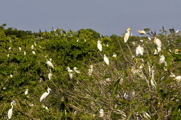 Wild Birds Bang Lang Natural Reserve Garden Can Tho Vietnam — Stock Photo, Image