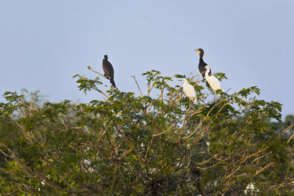 Divocí Ptáci Bang Lang Přírodní Rezervace Zahrada Can Tho Vietnam — Stock fotografie