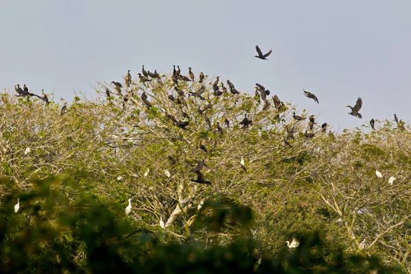 Wild Birds Bang Lang Natural Reserve Garden Can Tho Vietnam — Stock Photo, Image