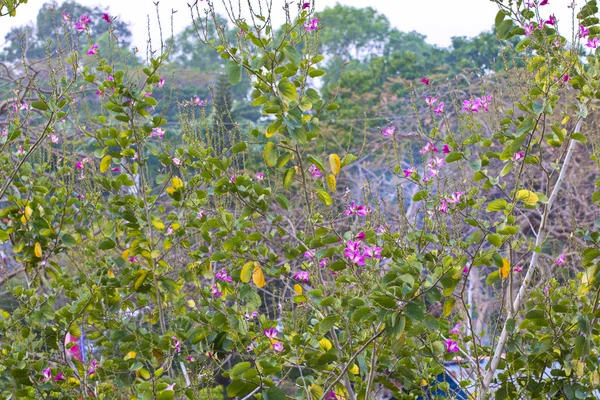 Fiori Viola Bauhinia Vietnam — Foto Stock