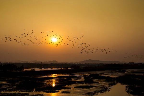 Egret Flocks Van Long Natural Reserve Vietnam — Stock Photo, Image