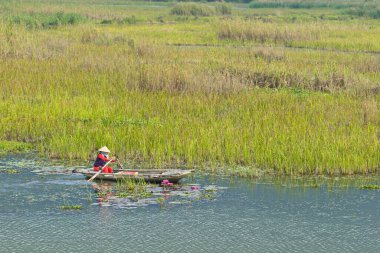 VANLONG NATURAL RESERVE, NINH BINH, VIETNAM - FEBRUARY 29, 2020:   An unidentified woman sailing  a boat on the lagoon. Due to Covid-19 impacts, very few tourists coming to the Reserve. 