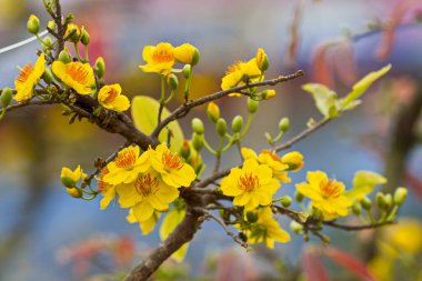 Güney Vietnam 'da Altın Ochna integerriması