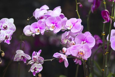 Mor orkide yeni yılın başlarında çiçek açar.