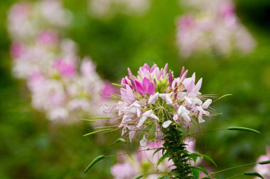 Pembe dikenli örümcek çiçeği, Cleome spinosa