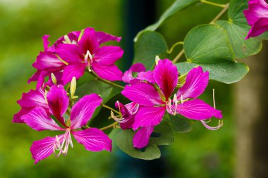 Kuzey Vietnam 'da mor bauhinia çiçekleri (deve ayağı çiçekleri)
