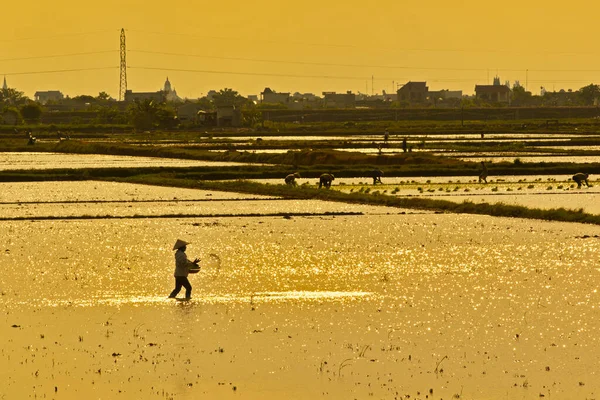 Bach Long Giao Thuy Namdinh Vietnam Juli 2016 Een Niet — Stockfoto