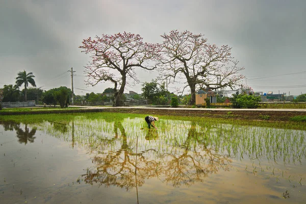 Quang Binh Thai Binh Province Vietnam Mars 2019 Oidentifierad Kvinna — Stockfoto