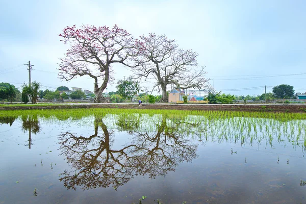 Quang Binh Thai Binh Province Vietnam Mars 2019 Oidentifierad Kvinna — Stockfoto