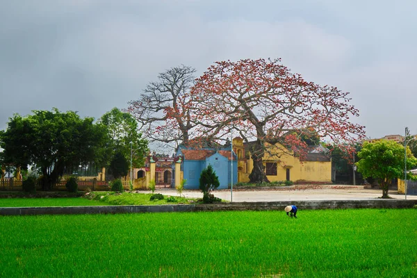 Quang Binh Thai Binh Province Vietnam Marzo 2019 Una Donna — Foto Stock