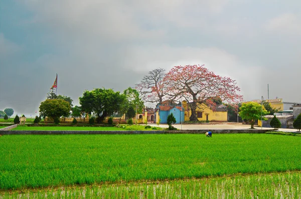 Quang Binh Thai Binh Province Єтнам Березня 2019 Невизначена Жінка — стокове фото