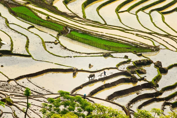 Lao Cai Vietnam May 2020 Ethnic Farmers Working Traditional Way — Stock Photo, Image