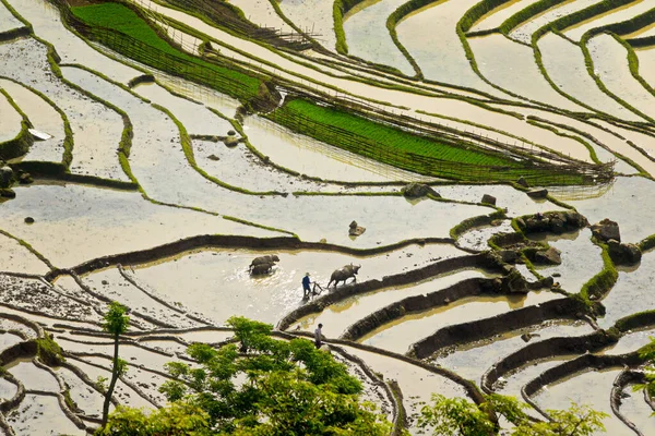 Lao Cai Vietnam Mei 2020 Etnische Boeren Werken Een Traditionele — Stockfoto