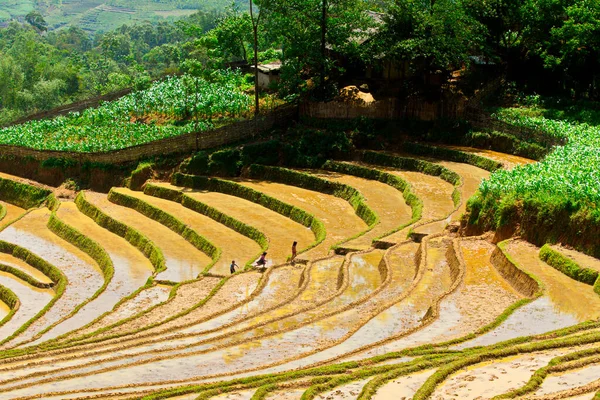 Lao Cai Vietnam Května 2020 Etnické Mongské Děti Rýžových Terasách — Stock fotografie