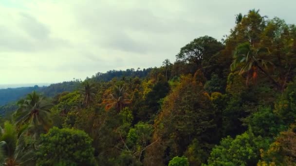 Risterrasser och djungel i en bergsravin 5 — Stockvideo