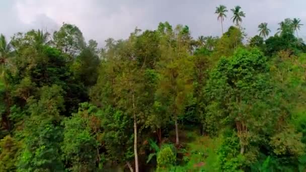 Rice terraces and jungle in a mountain gorge 4 — Stok video