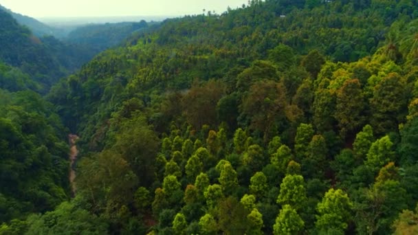 Jungle in a mountain gorge 1 — 图库视频影像