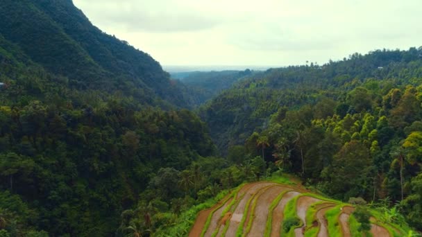 Rice terraces and jungle in a mountain gorge 12 — Stok video