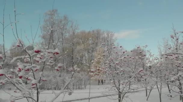 Vuelo aéreo sobre bosques y suburbios de invierno 14 — Vídeo de stock