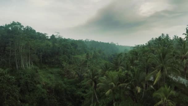 Vista aérea da selva dramática Bali Indonesia 5 — Vídeo de Stock