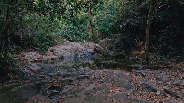 Тропические джунгли на острове Пхукет в Таиланде 9 — стоковое видео