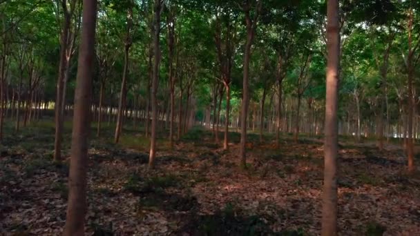 Вид на рощу Хевеа на острове Пхукет в Таиланде 3 — стоковое видео