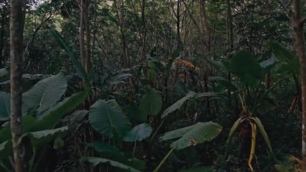 Selva tropical en la isla de Phuket en Tailandia 1 — Vídeo de stock
