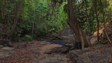 Tayland 'ın Phuket Adası' ndaki tropikal orman.