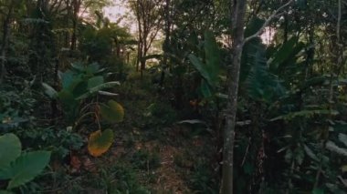 Tayland 'ın Phuket Adası' ndaki tropikal orman.