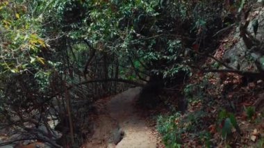 Tayland 'ın Phuket Adası' ndaki tropikal orman.