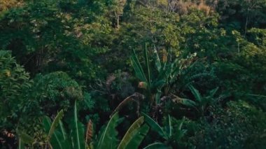 Tayland 'daki Phuket Adası' nda tropik bir orman.