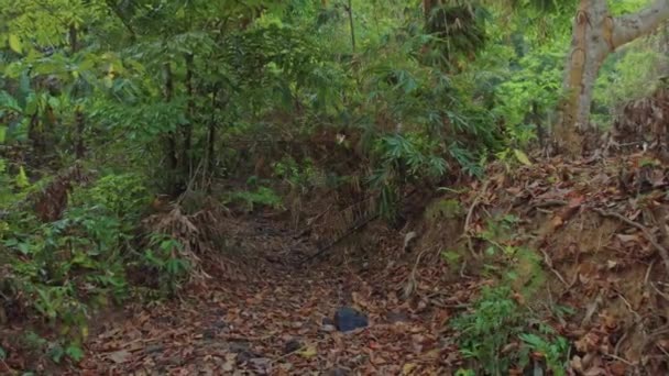 Arroyo reseco en la selva — Vídeo de stock