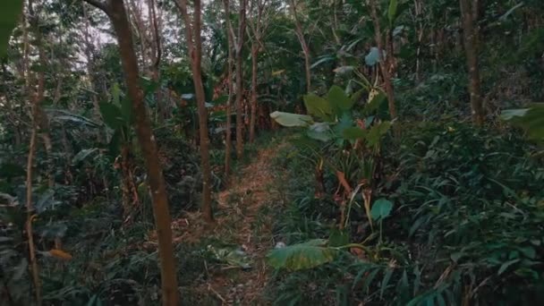 Тропические джунгли на острове Пхукет в Таиланде 14 — стоковое видео