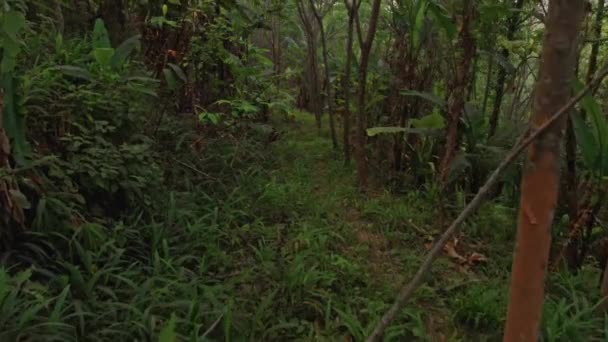 Tropisk djungel på Phuket ön i Thailand 15 — Stockvideo