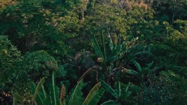 Jungle tropicale sur l'île de Phuket en Thaïlande 7 