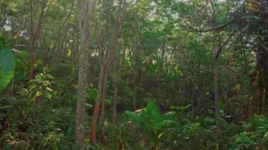 Tayland 'ın Phuket Adası' ndaki tropikal orman.
